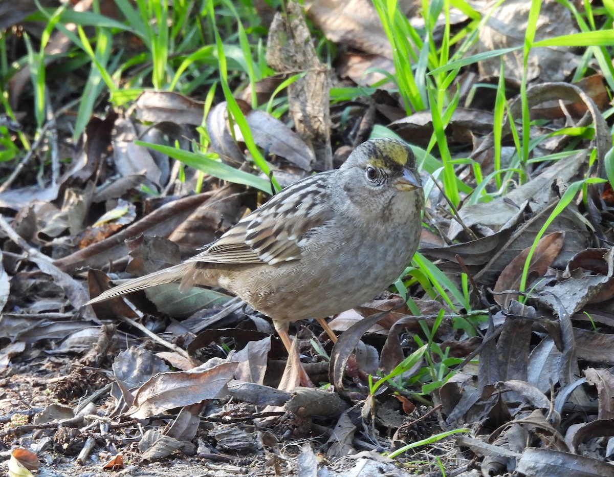 Golden-crowned Sparrow - Jenny Young