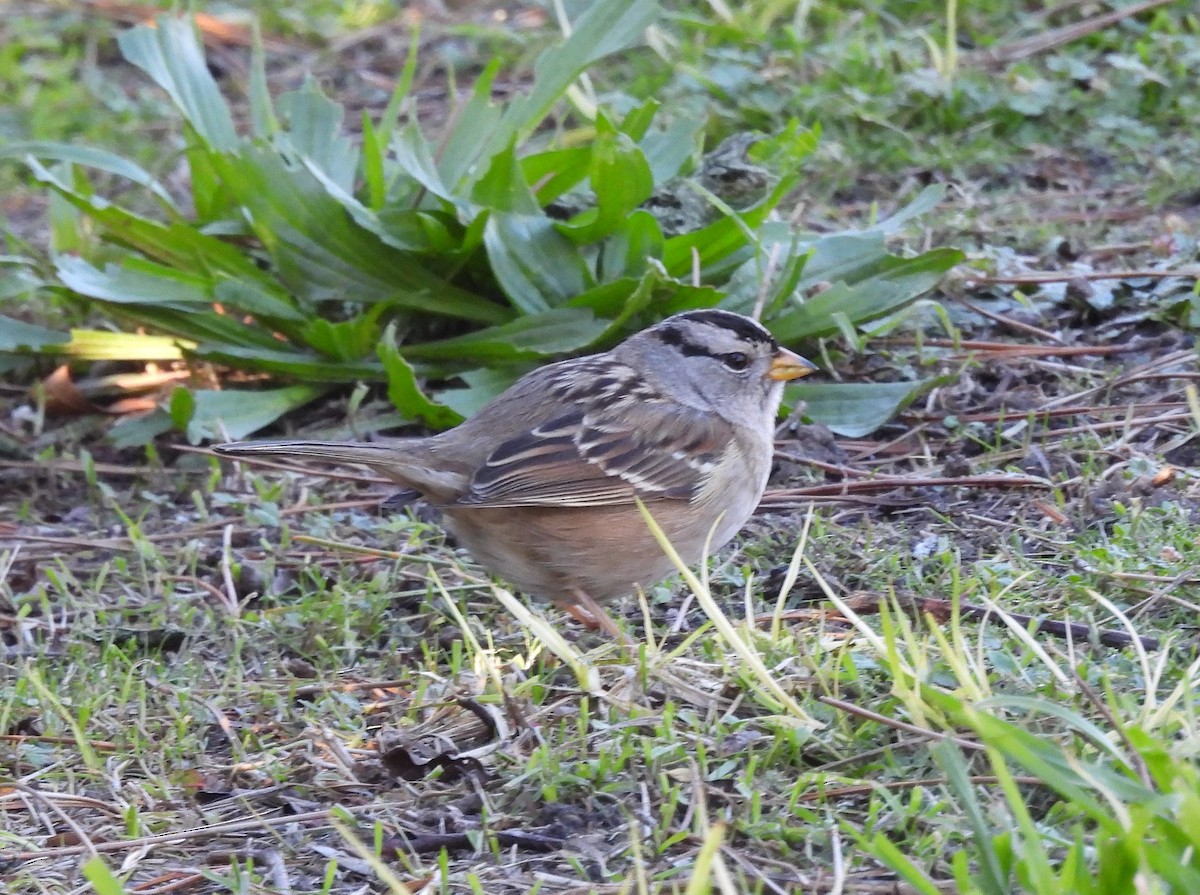 White-crowned Sparrow - ML529113411