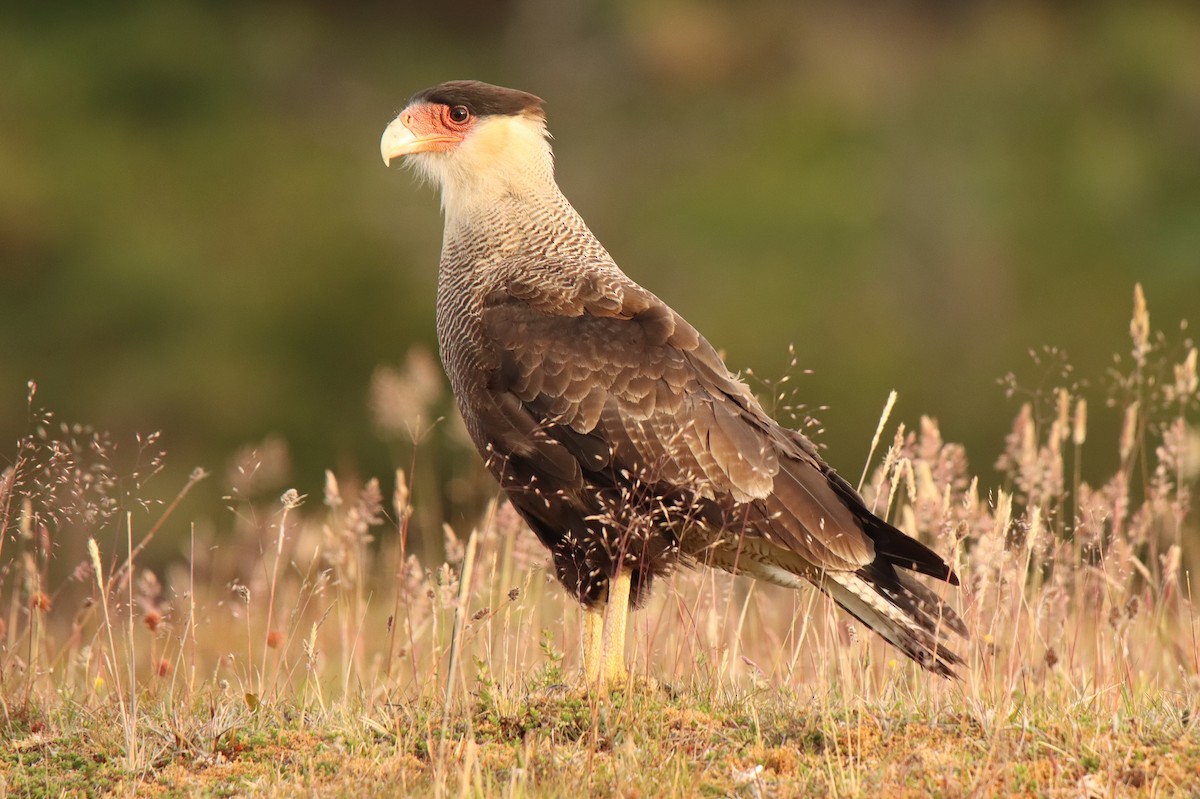 Crested Caracara (Southern) - ML529113421