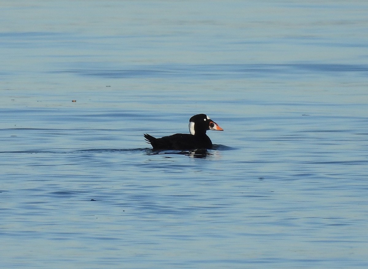 Surf Scoter - Jenny Young