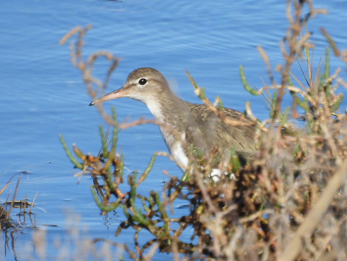 Spotted Sandpiper - Jenny Young