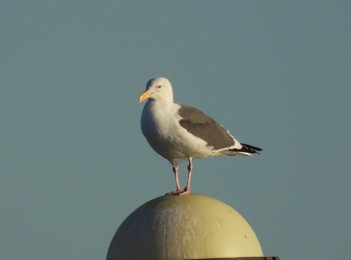 Western Gull - Jenny Young