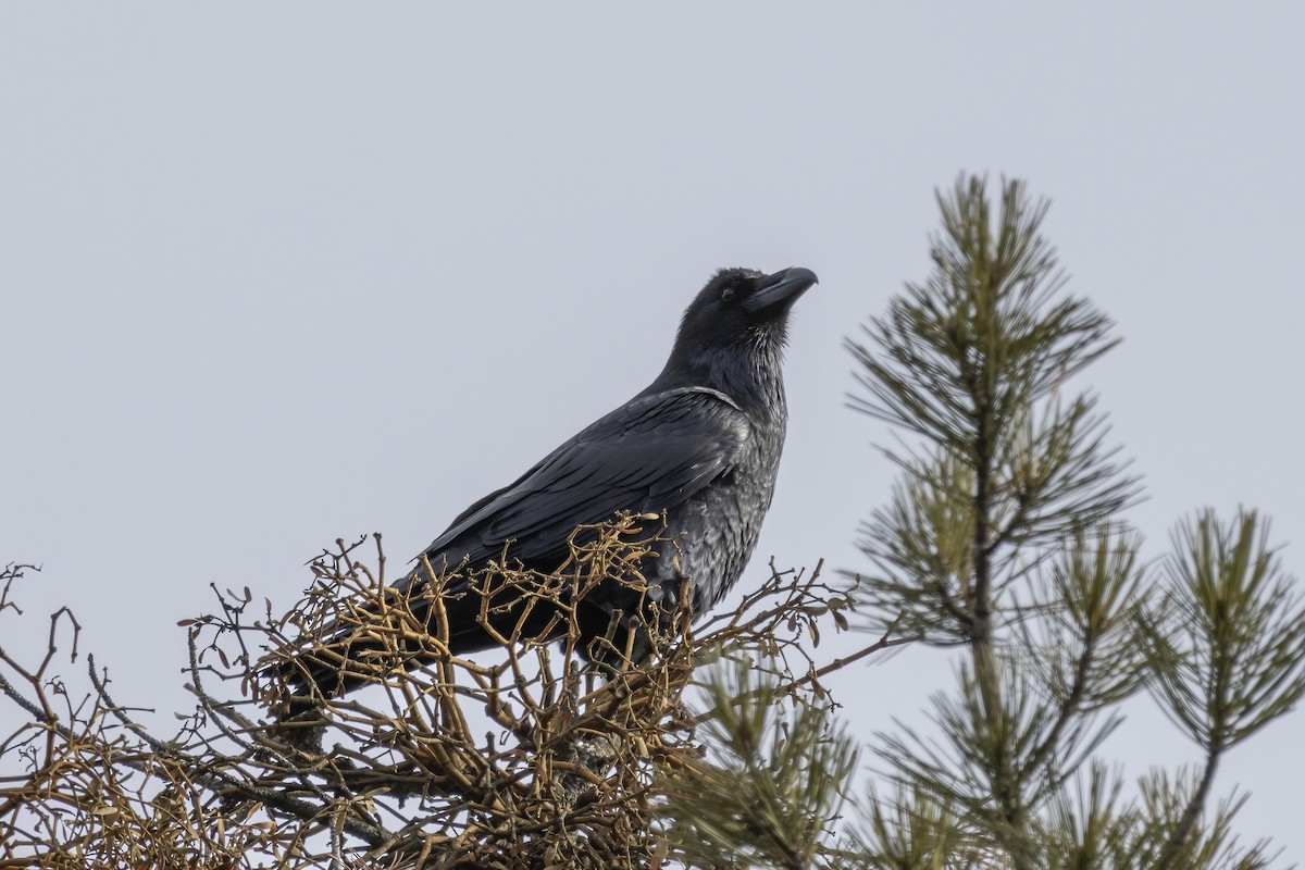 Common Raven - ML529116131