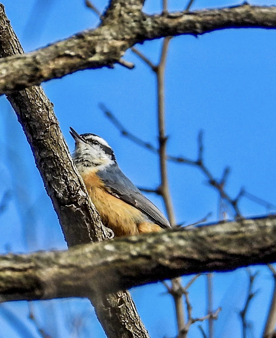 Red-breasted Nuthatch - Vicki Chatel  (*v*)