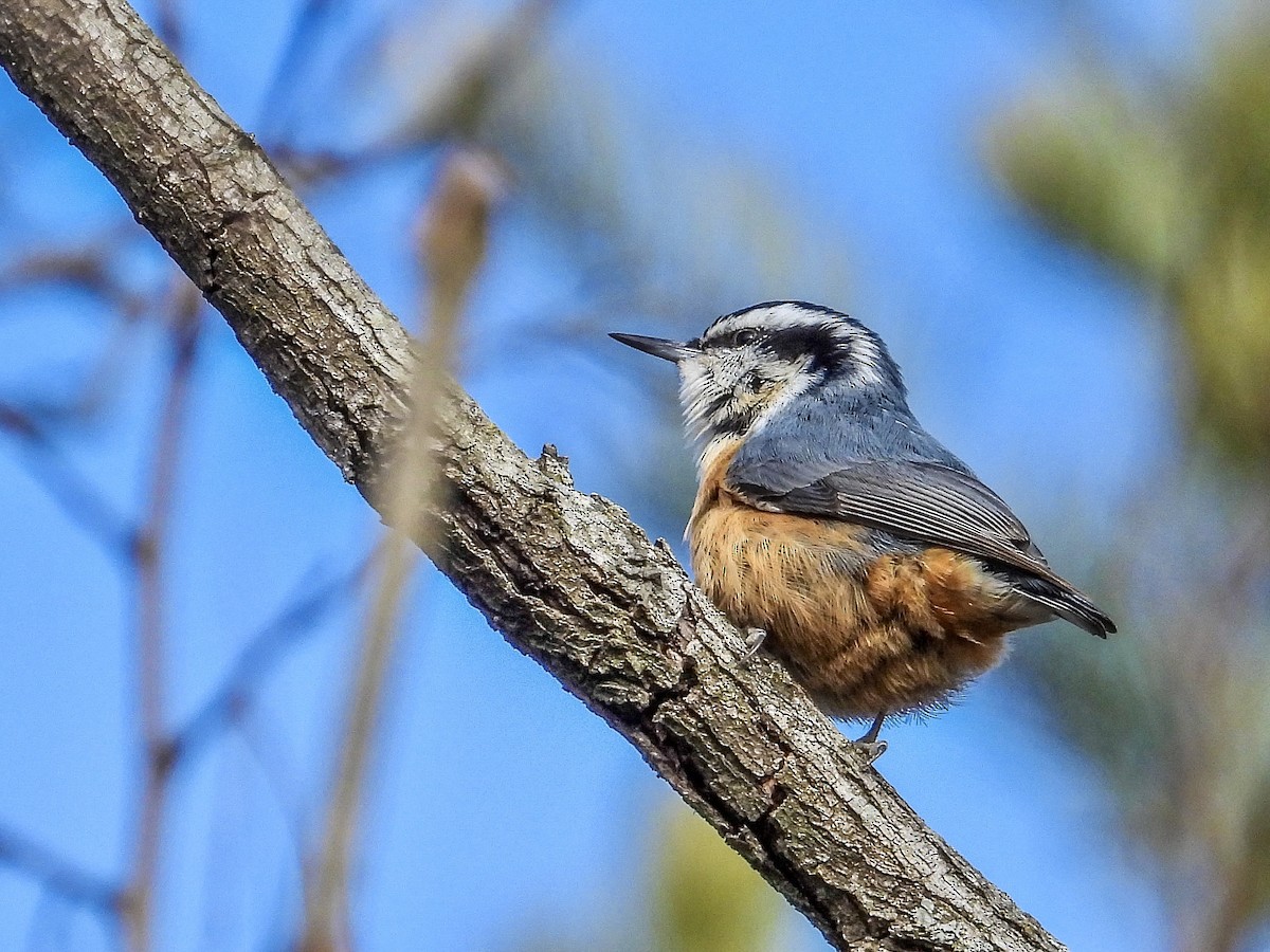 Red-breasted Nuthatch - ML529116341