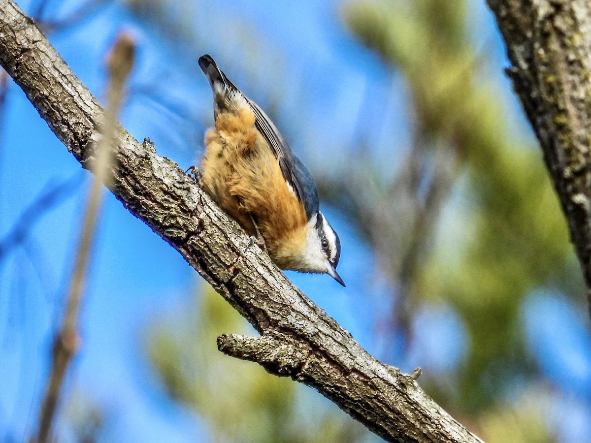 Red-breasted Nuthatch - ML529116351