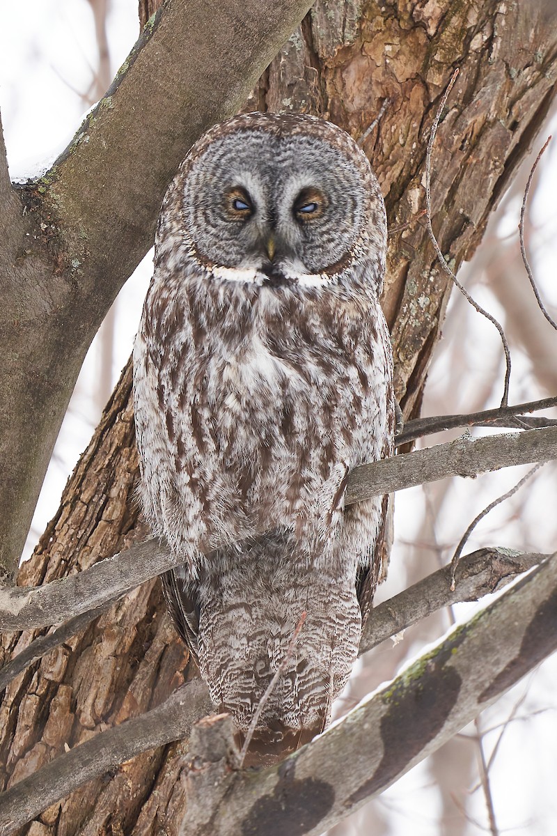 Great Gray Owl - ML529121871