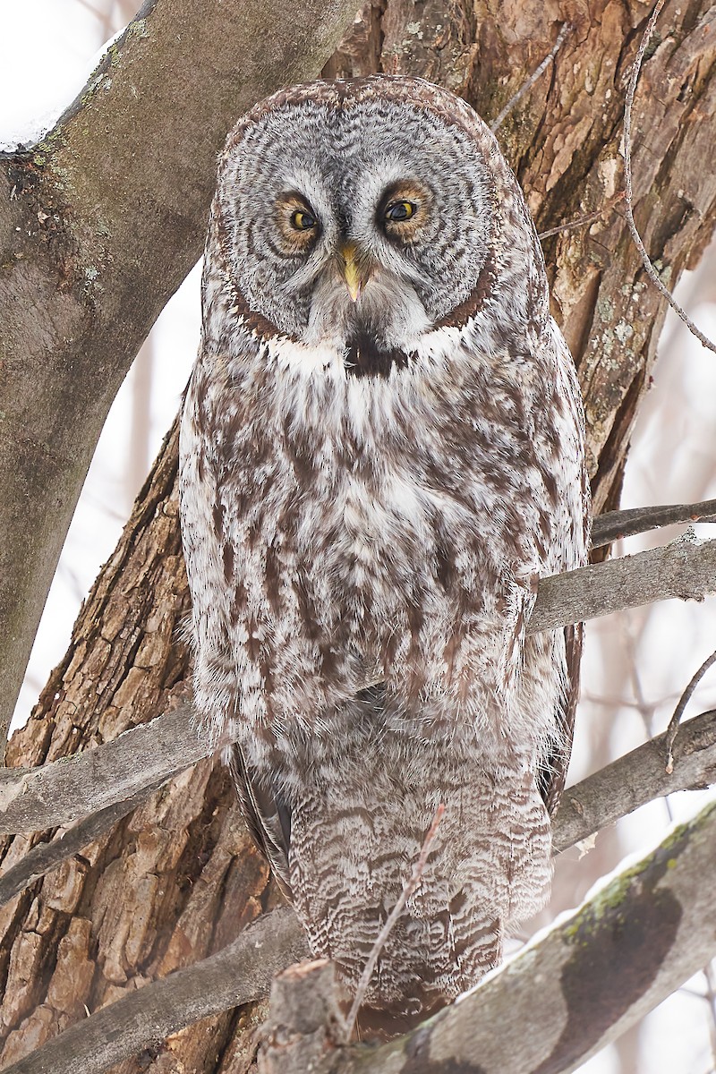 Great Gray Owl - ML529121881