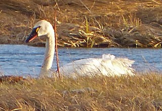Tundra Swan, ML52912381