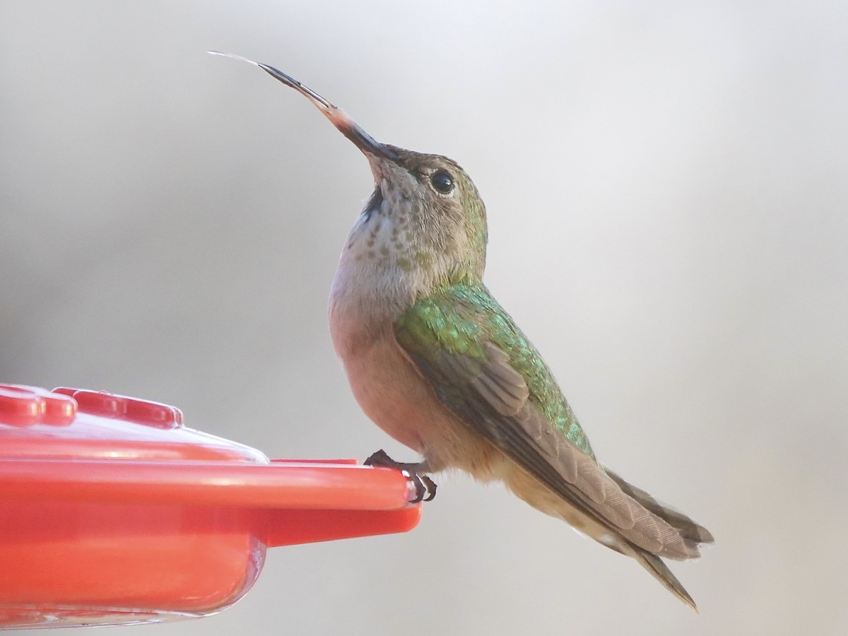 Broad-tailed Hummingbird - ML529126701