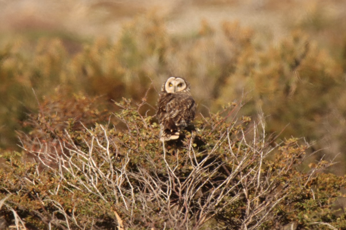 Short-eared Owl (South American) - Jonathan Lautenbach