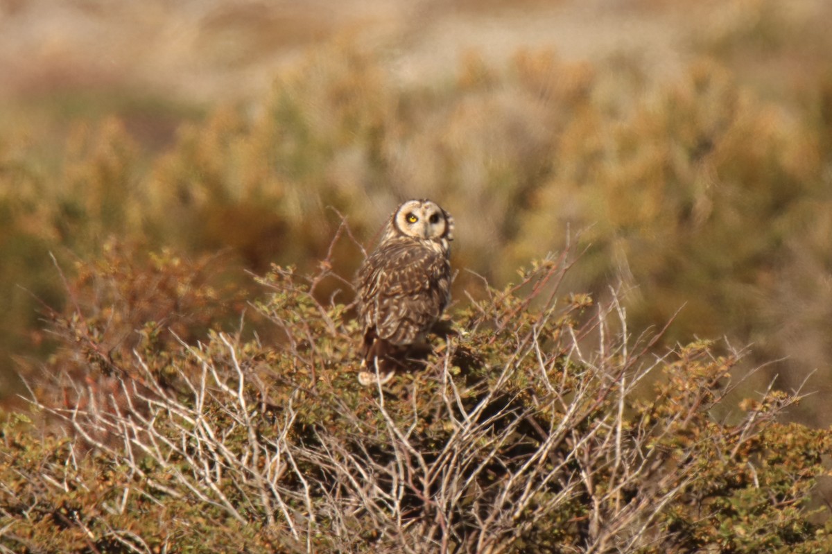Short-eared Owl (South American) - ML529127891