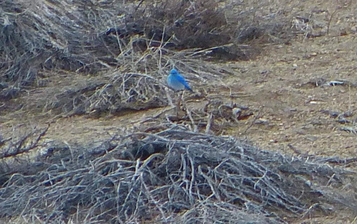 Mountain Bluebird - lynda fenneman