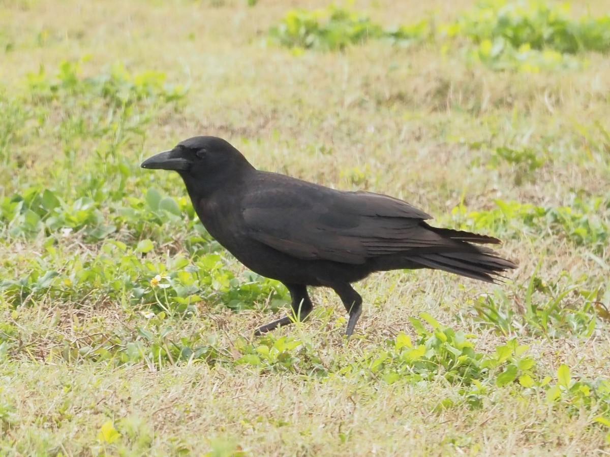 American Crow - ML529133571
