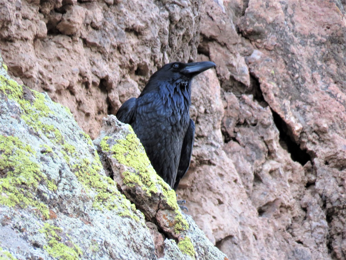 Common Raven - ellen horak