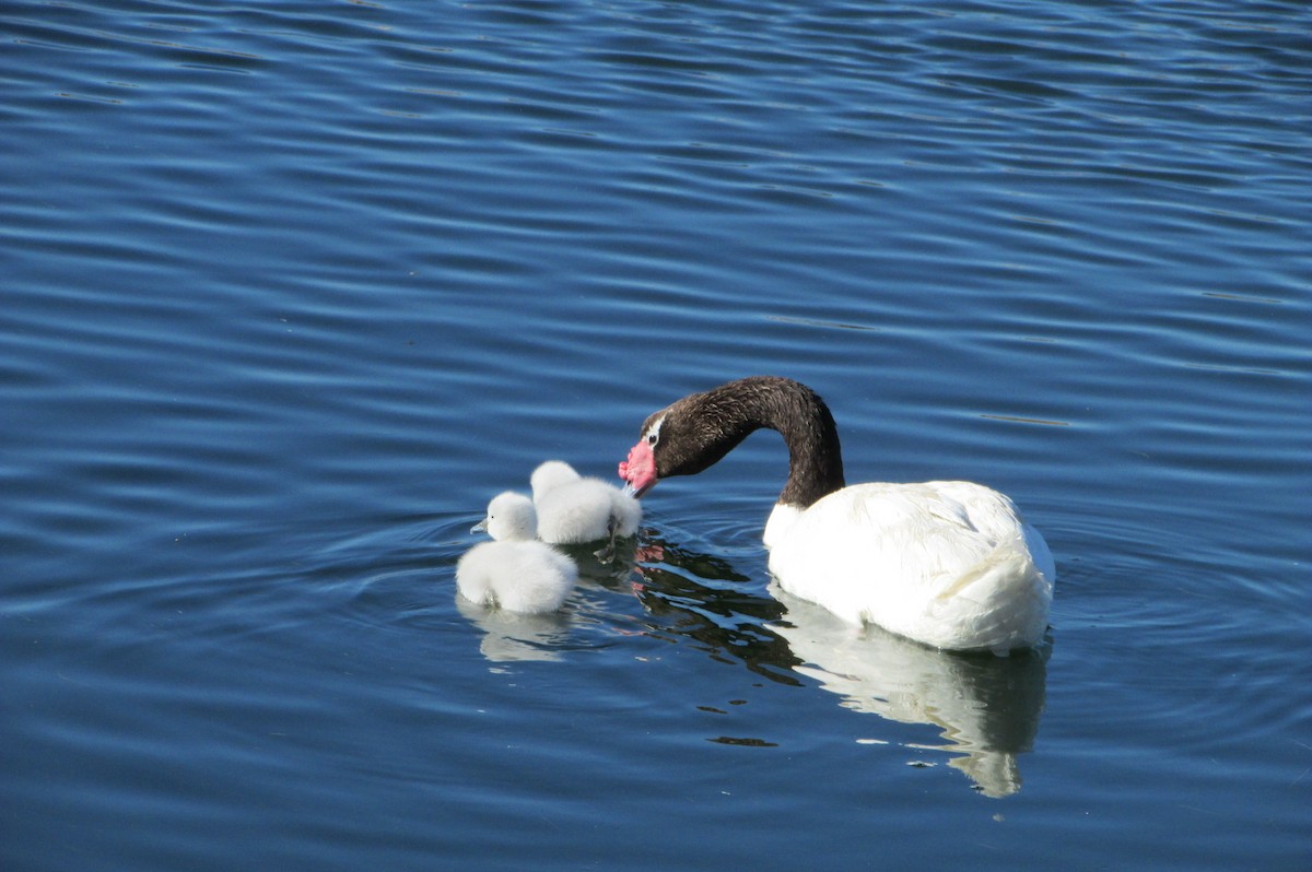 Black-necked Swan - ML529139691