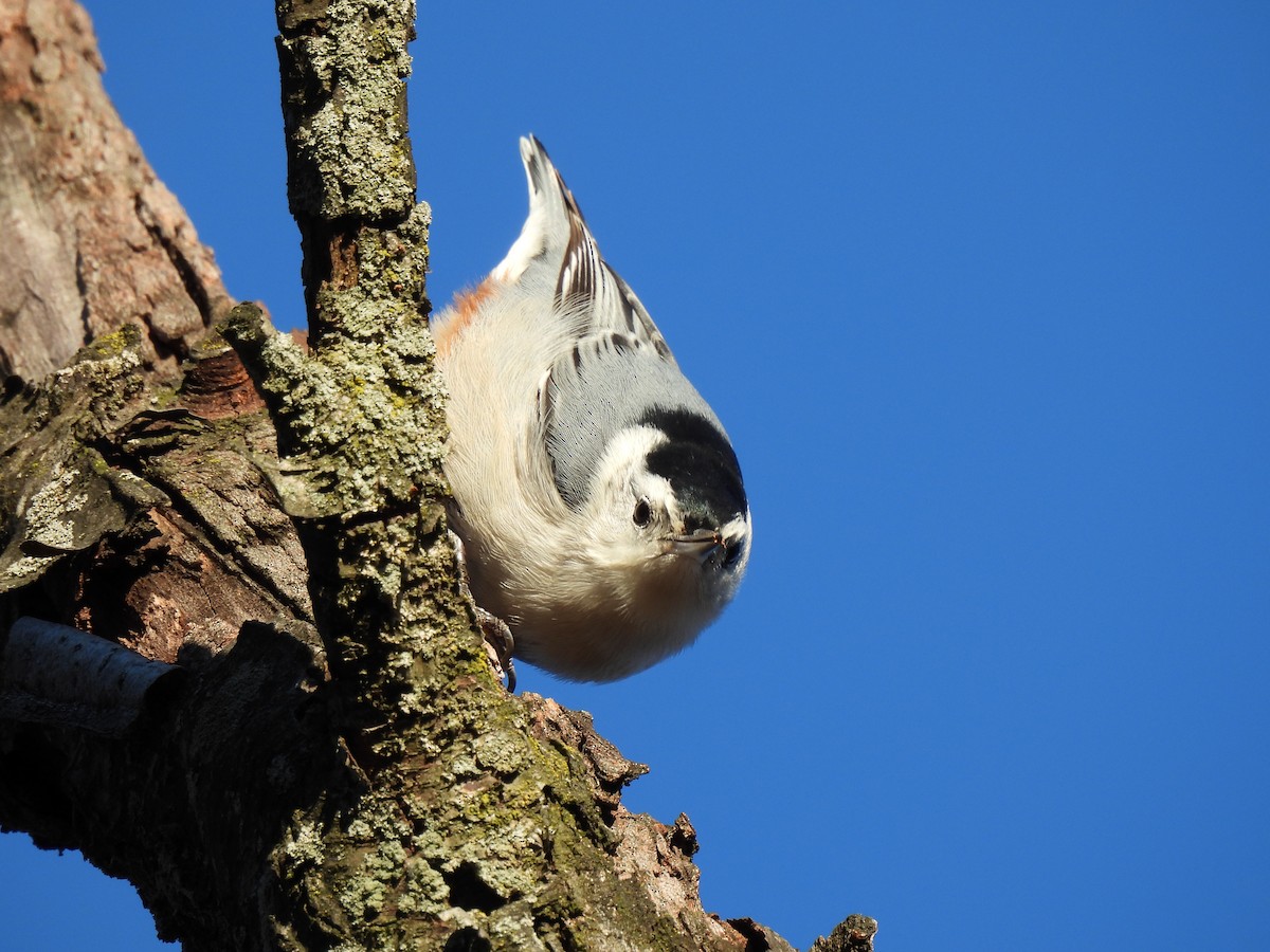 White-breasted Nuthatch - ML529140211