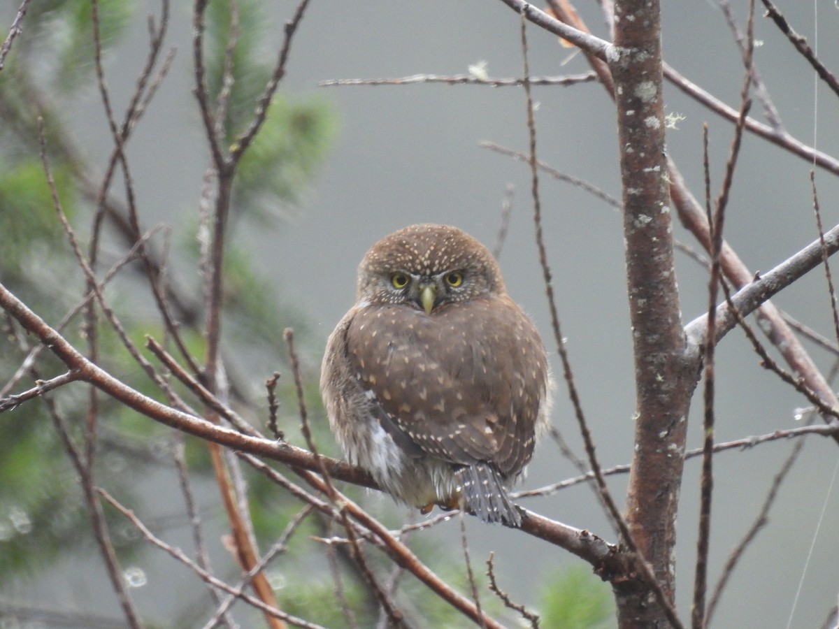 Northern Pygmy-Owl - ML529144381
