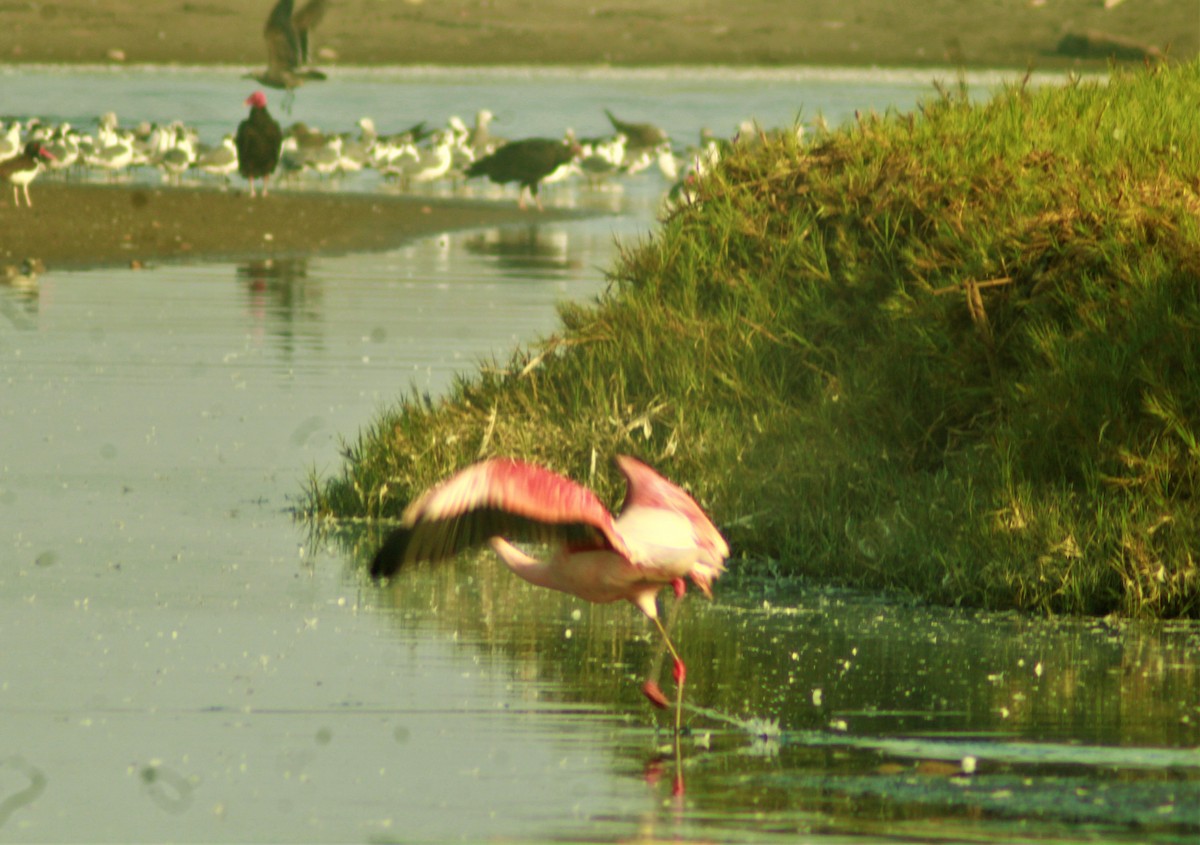 Şili Flamingosu - ML529145481