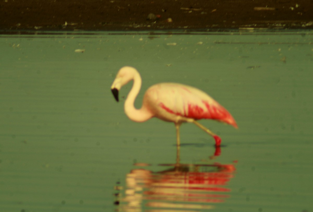 Şili Flamingosu - ML529145921