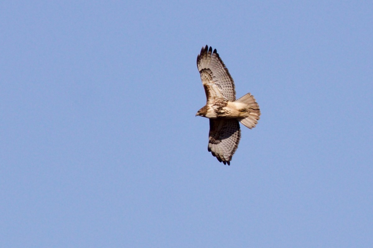 Red-tailed Hawk (abieticola) - ML529148271
