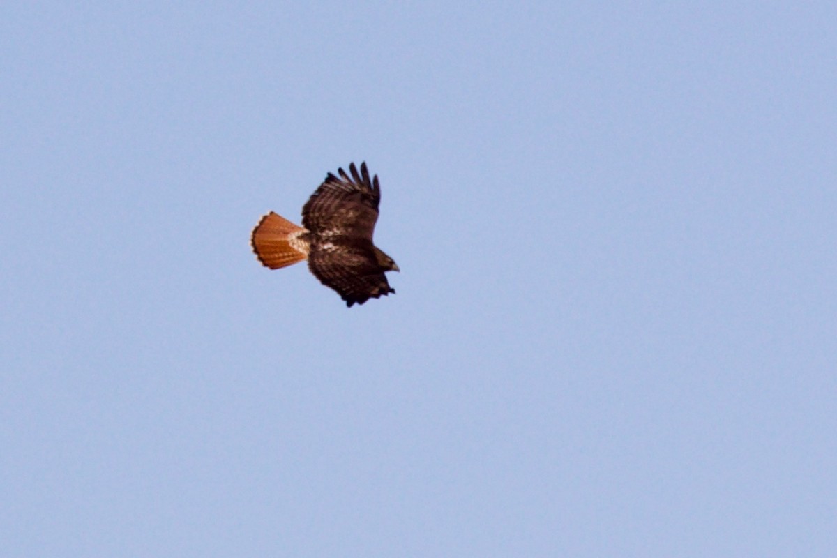 Red-tailed Hawk (abieticola) - ML529148281