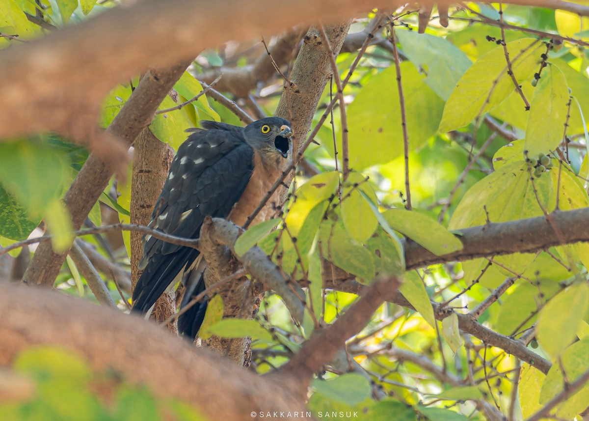 Chinese Sparrowhawk - ML529150841