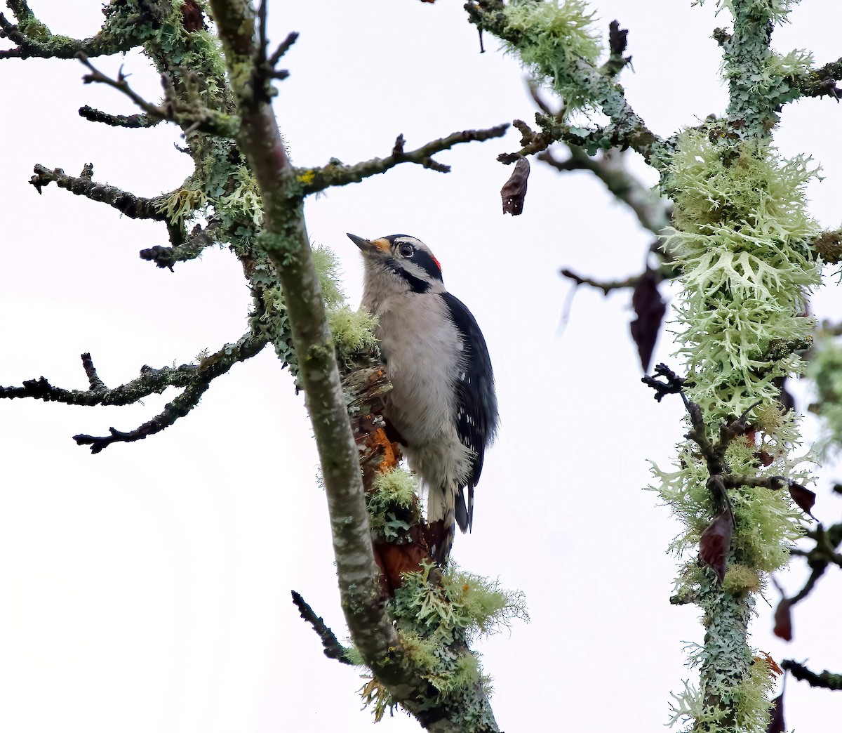 Downy Woodpecker - ML529153441