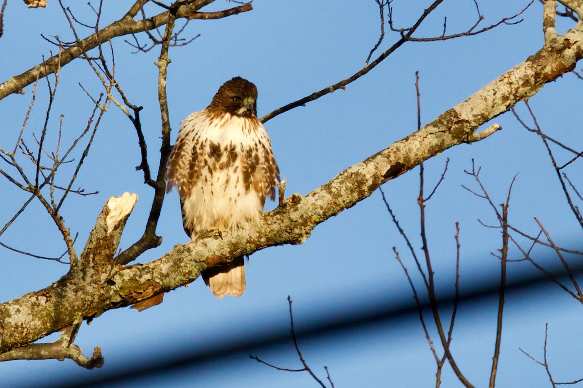 Red-tailed Hawk (abieticola) - ML529154141