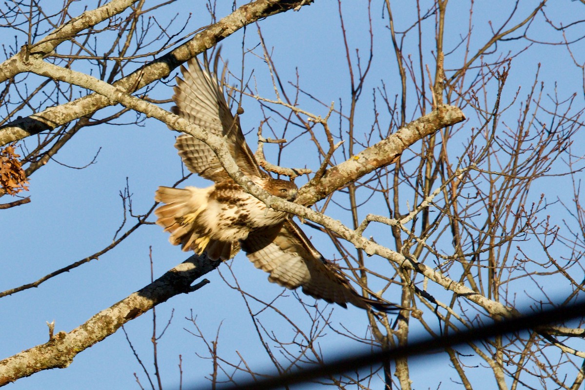 Red-tailed Hawk (abieticola) - ML529154151