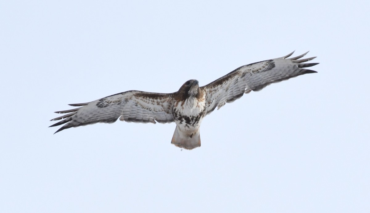 Red-tailed Hawk (abieticola) - ML529154581