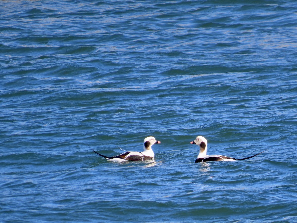 Long-tailed Duck - ML529156541