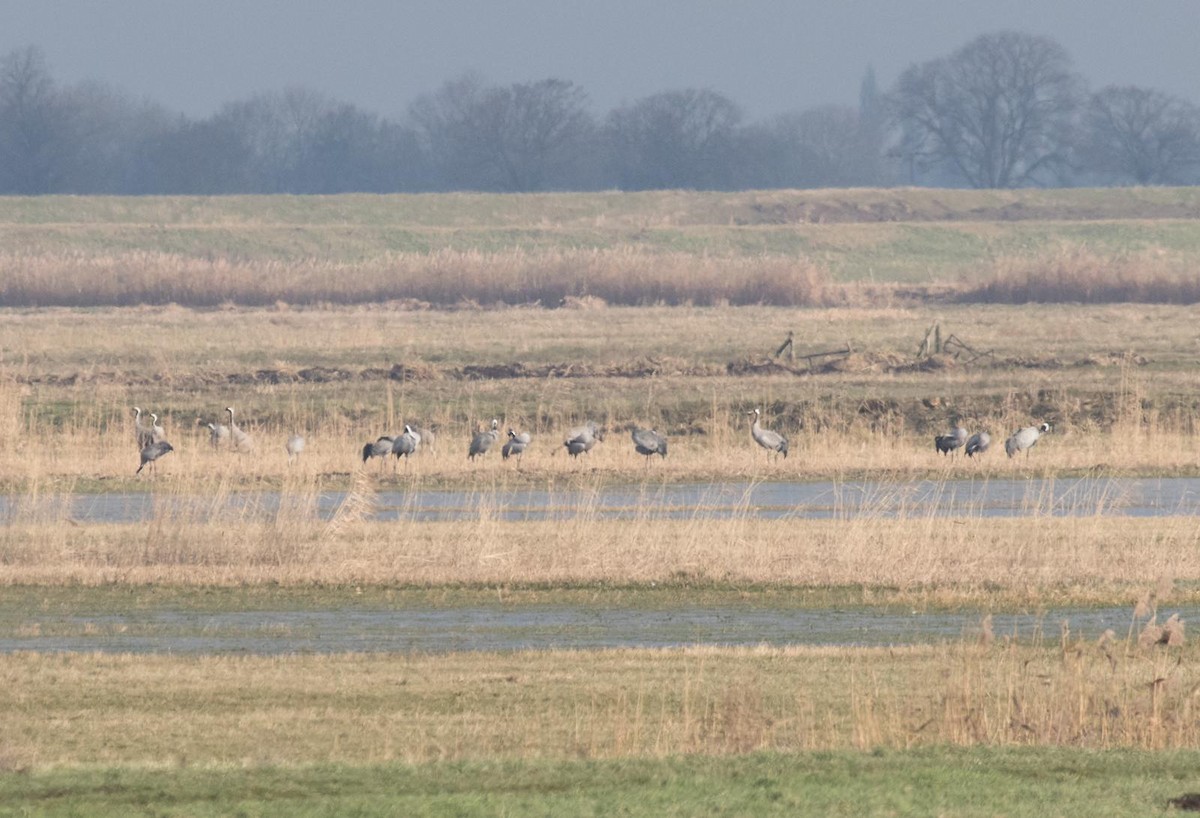 Ebird checklist 28 jan 2023 nene washes rspb reserve 47 species
