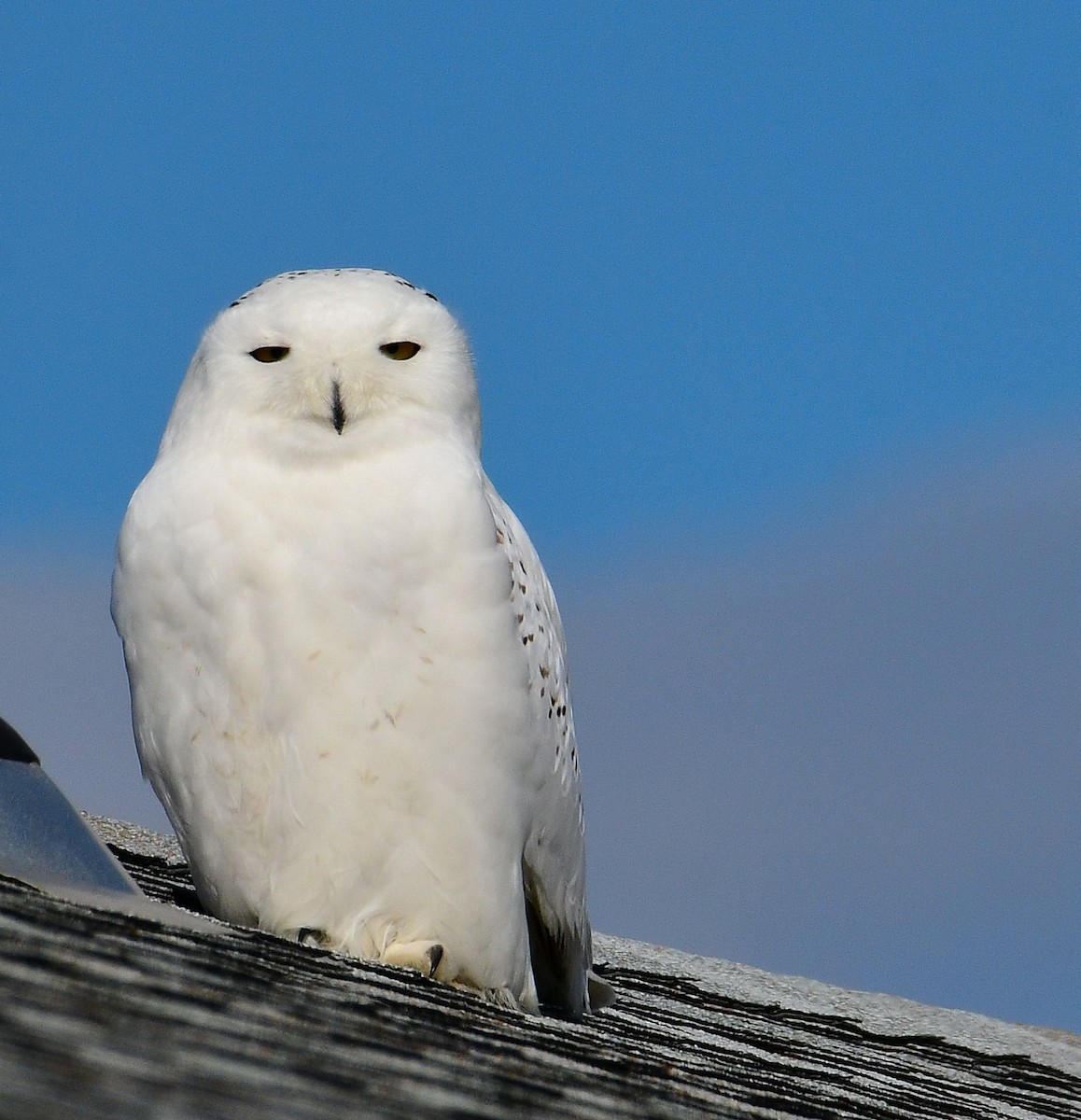 Snowy Owl - ML529159051
