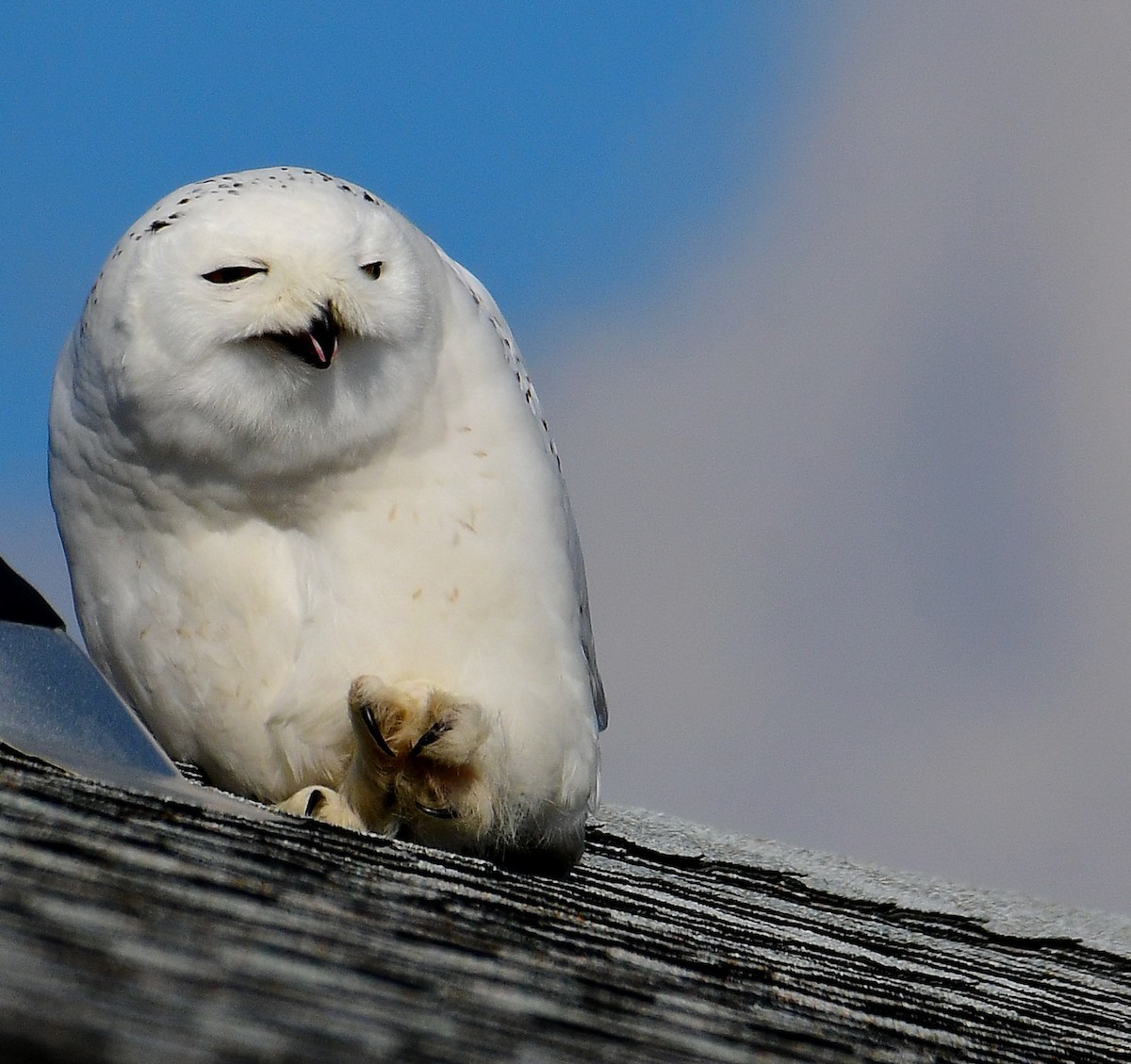 Snowy Owl - ML529159281