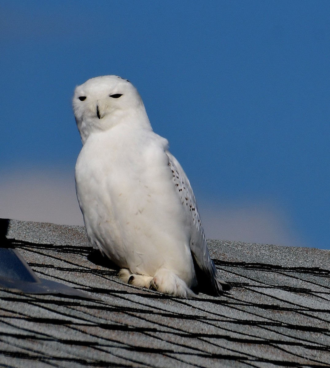 Snowy Owl - ML529159441