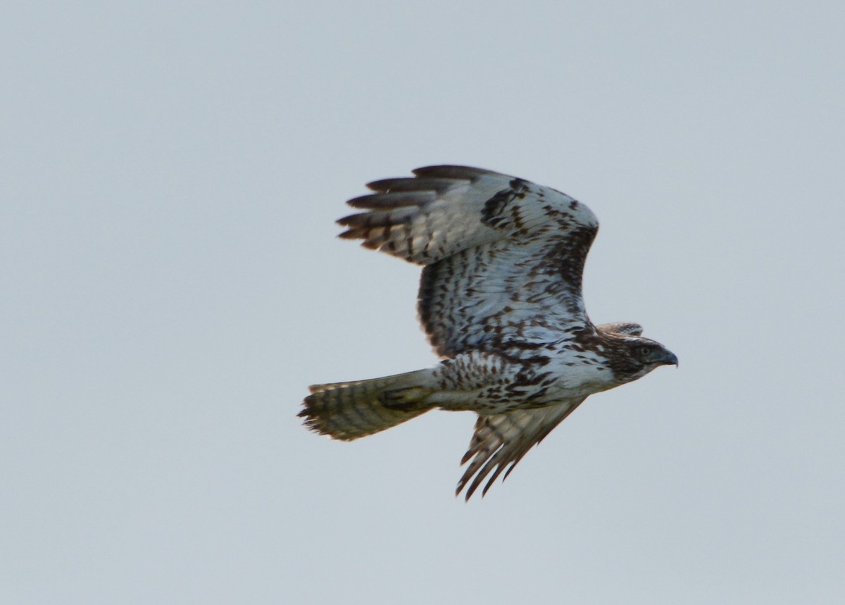 Red-tailed Hawk - ML52916311