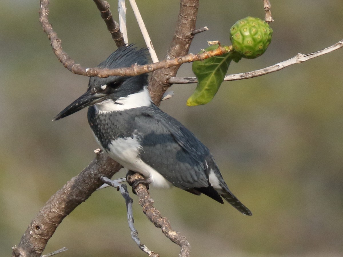 Belted Kingfisher - ML52916651