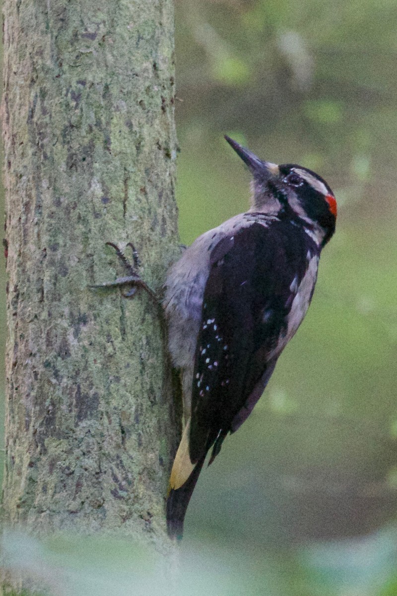 Hairy Woodpecker - Cathy Reader