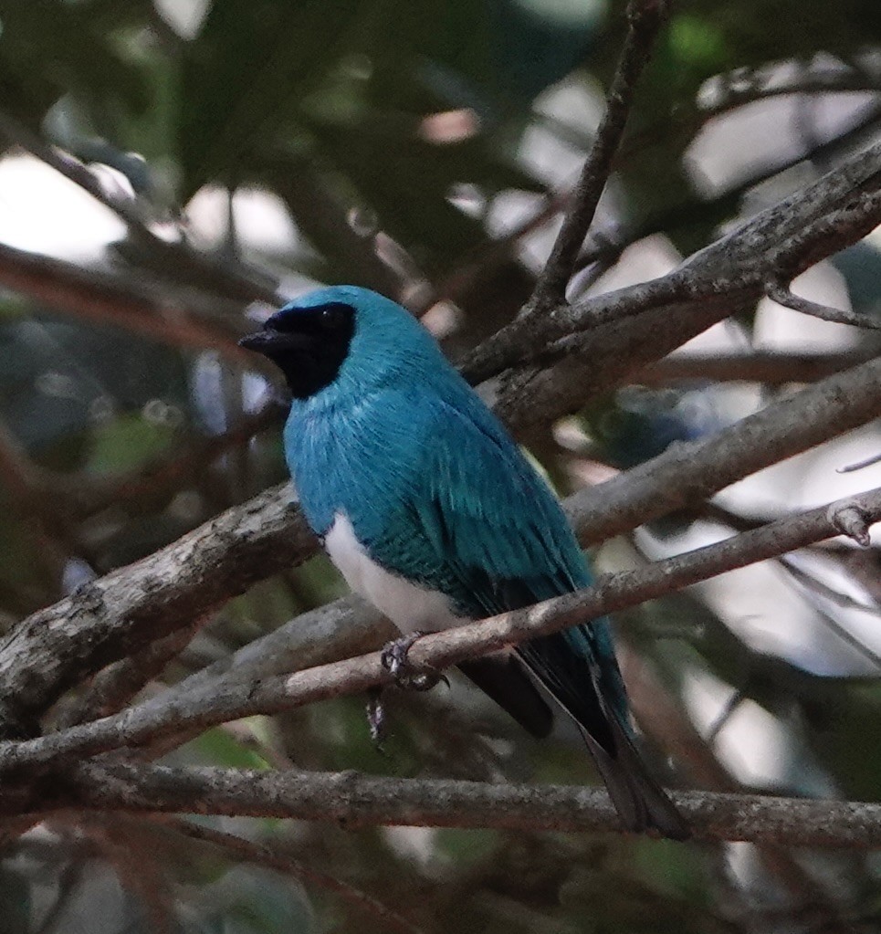 Swallow Tanager - ML529171191