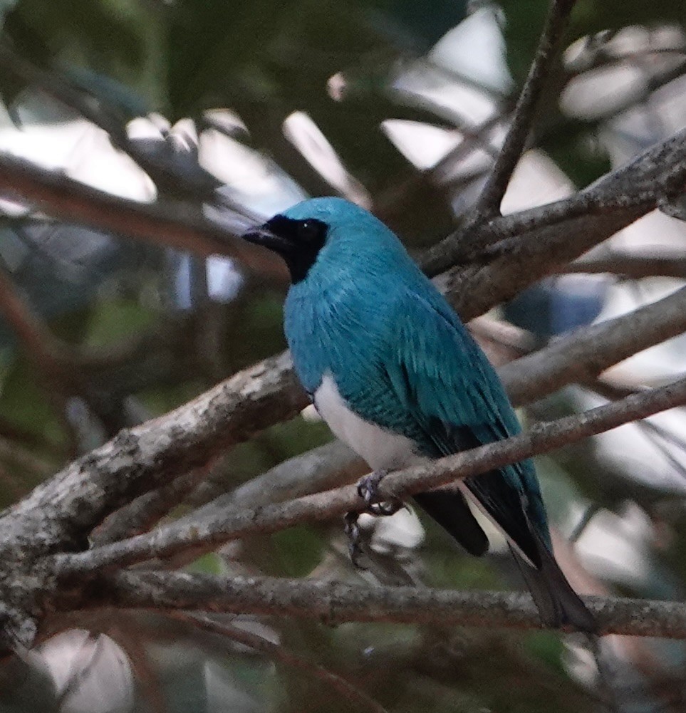 Swallow Tanager - ML529171261