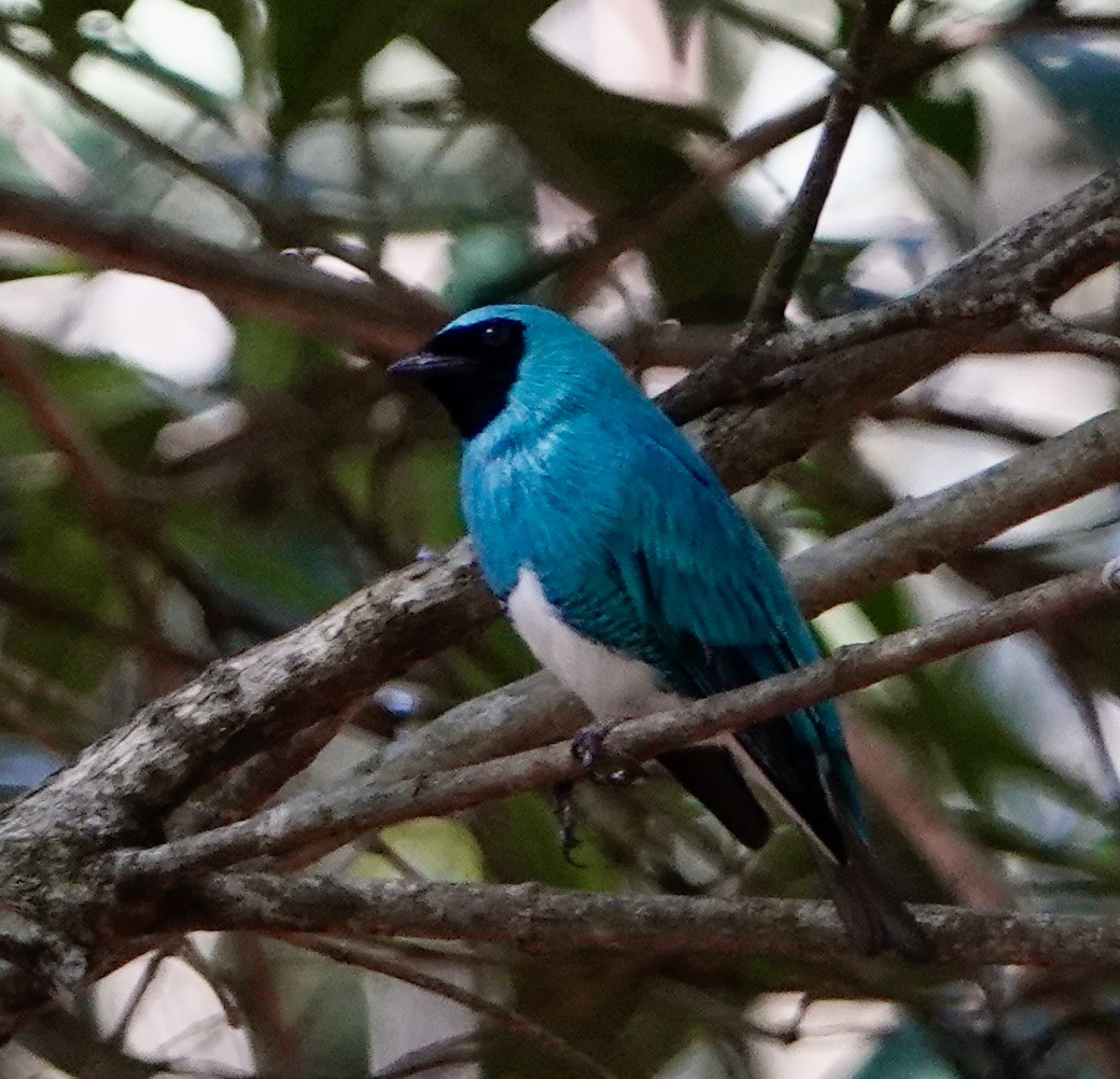 Swallow Tanager - ML529171501