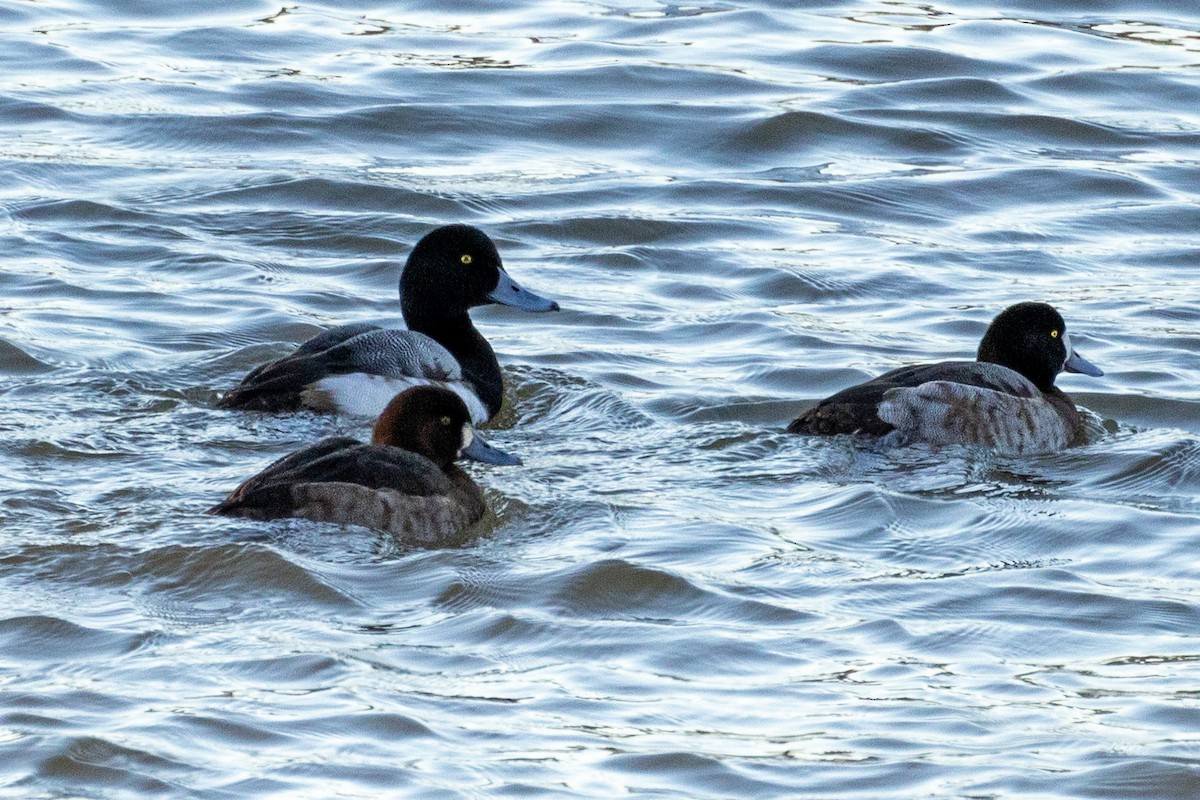 Greater Scaup - ML529175591
