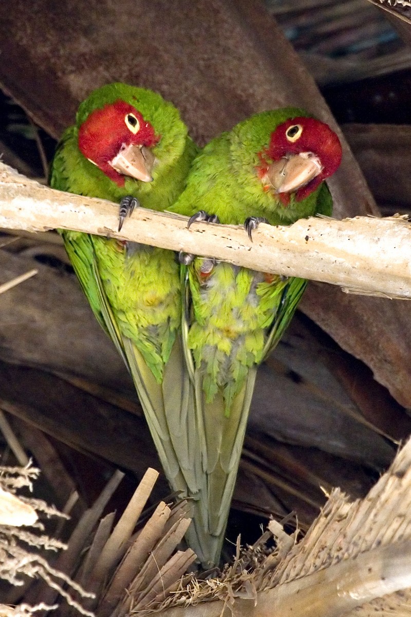 Red-masked Parakeet - ML529177041