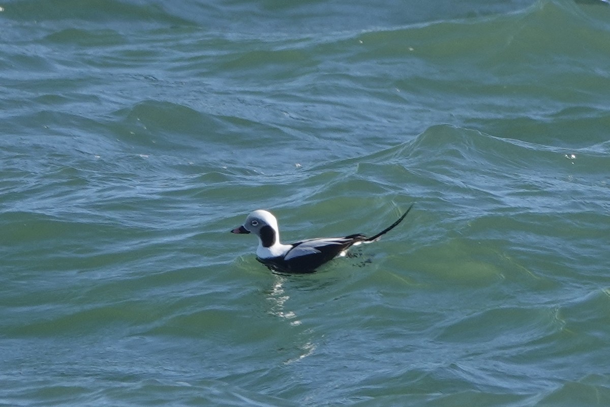 Long-tailed Duck - ML529177981