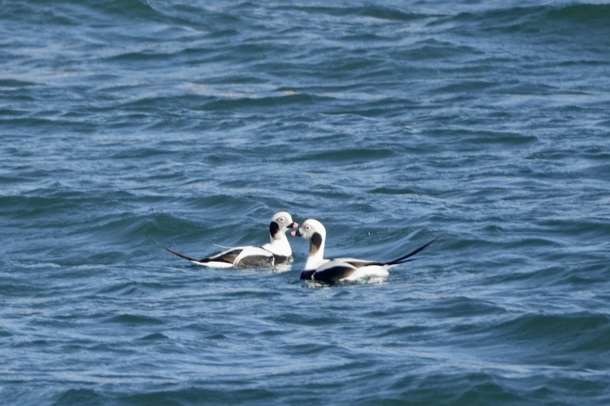 Long-tailed Duck - ML529177991