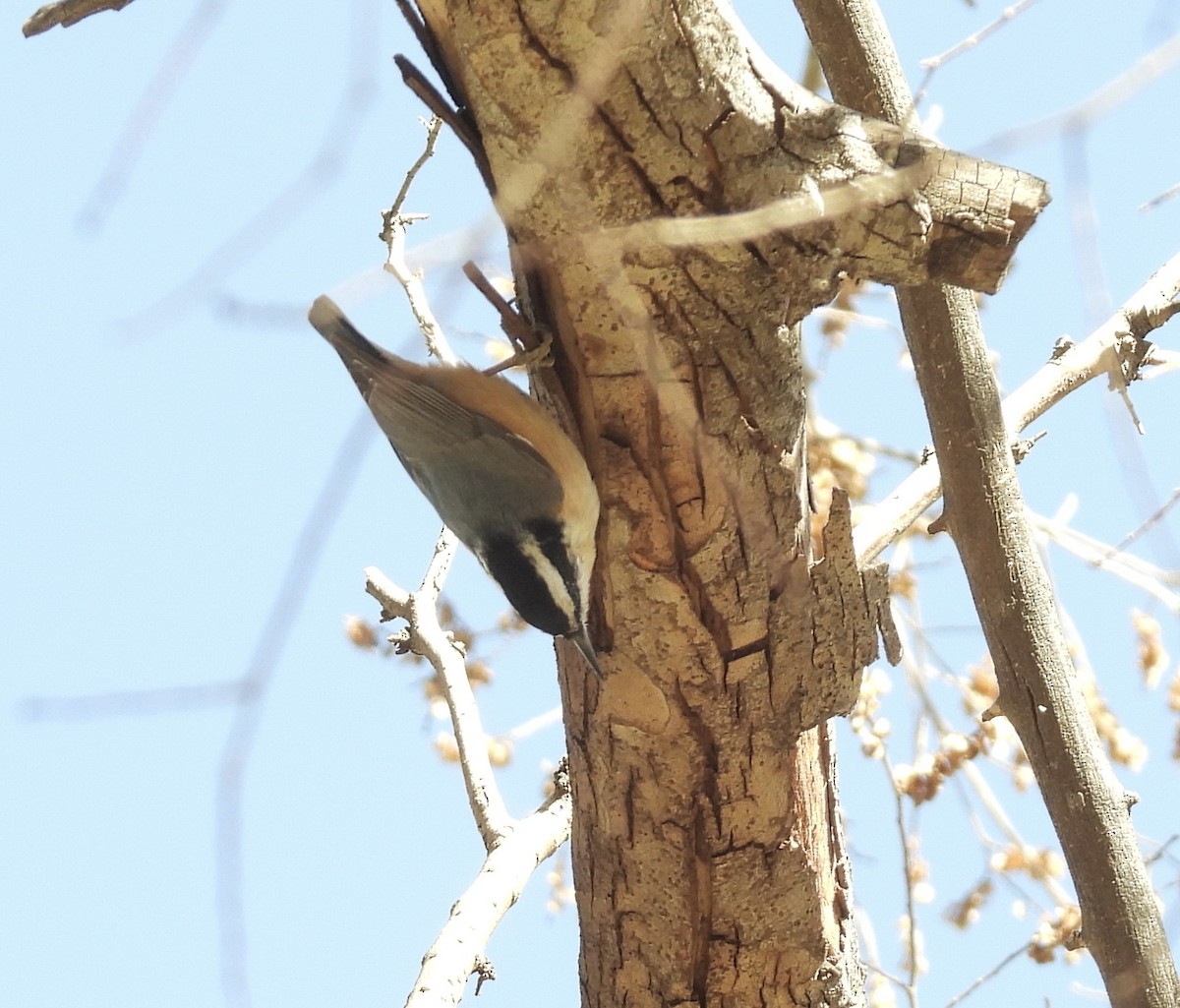 Red-breasted Nuthatch - ML529178521