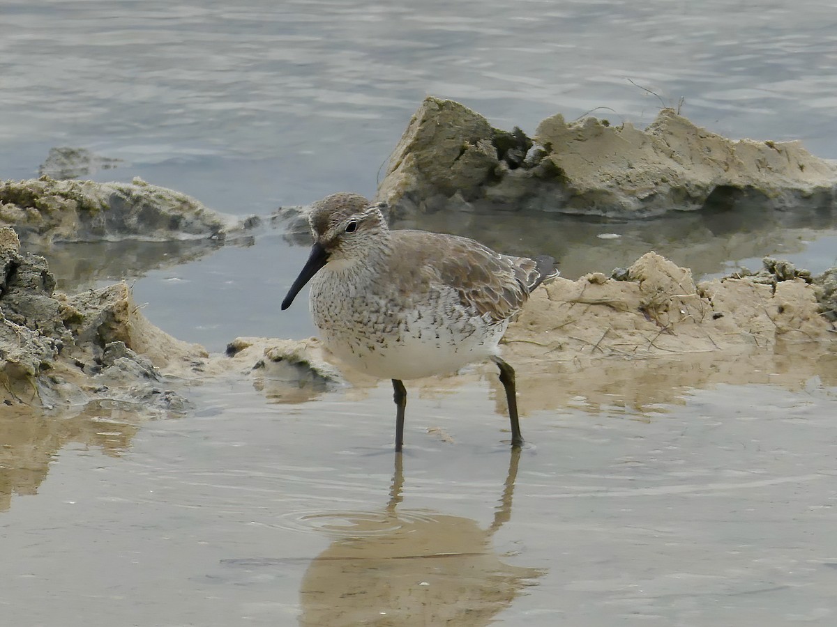 Red Knot - ML529181371