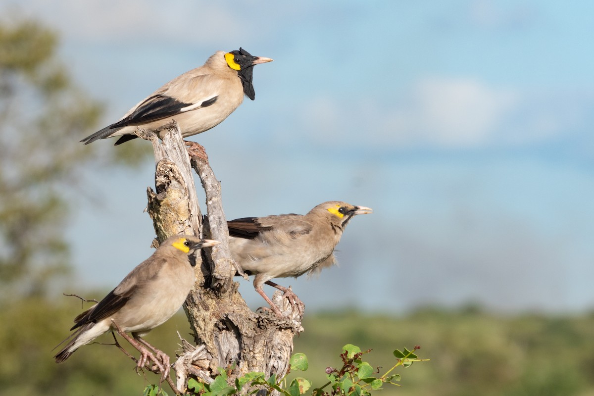 Wattled Starling - Phil Chaon