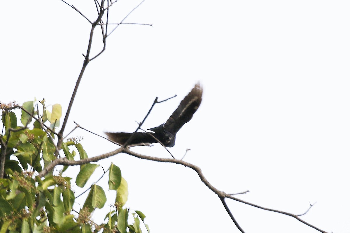 Square-tailed Drongo-Cuckoo - Paul Farrell